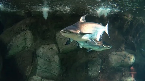 Exotic fish in a large aquarium close-up Stock Footage 97226641
