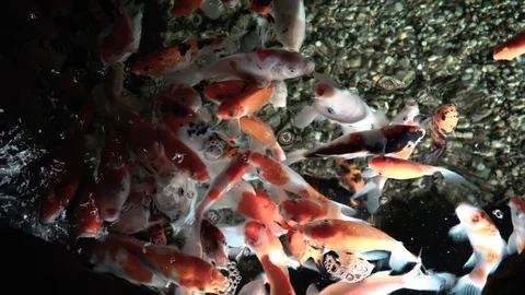 Exotic fish in a large aquarium close-up Stock Footage 97227829