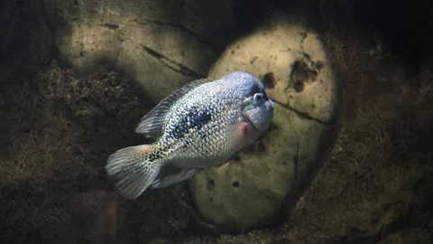 Exotic fish in a large aquarium close-up 스톡 동영상 97228213