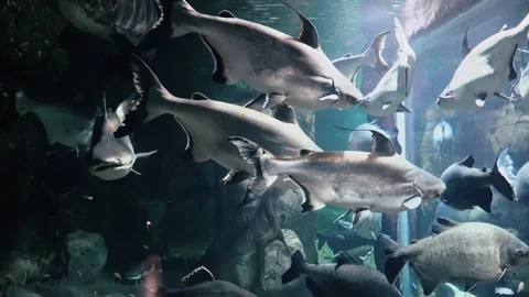 Exotic fish in a large aquarium close-up 스톡 동영상 97229206