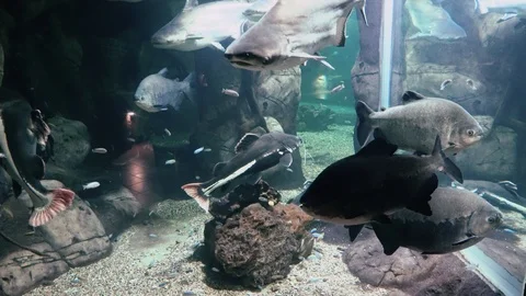 Exotic fish in a large aquarium close-up Видео 97229299