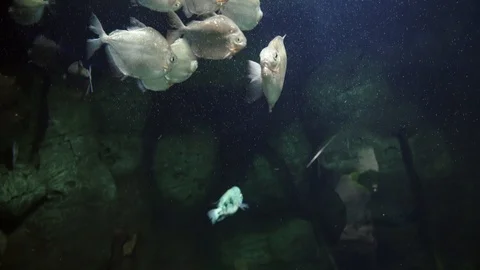 Exotic fish in a large aquarium close-up Stock Footage 97229893