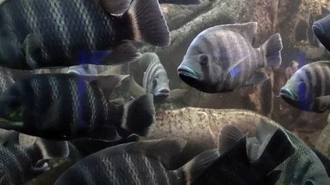 Exotic fish in a large aquarium close-up Vídeos de archivo 97703840