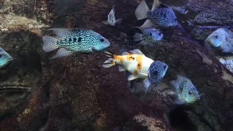 Exotic fish in a large aquarium close-up Video stock 97704374