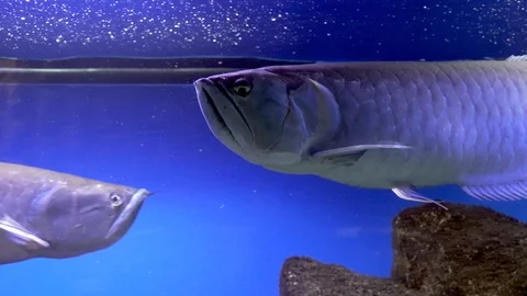Exotic fish in a large aquarium close-up Video stock 97704461