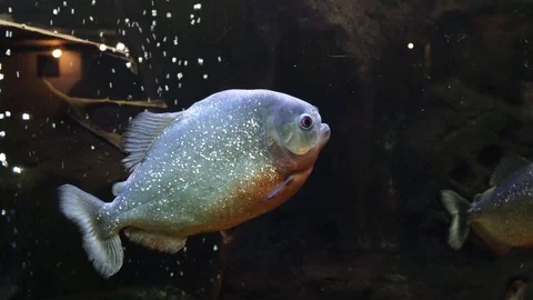 Exotic fish in a large aquarium close-up 스톡 동영상 97704806