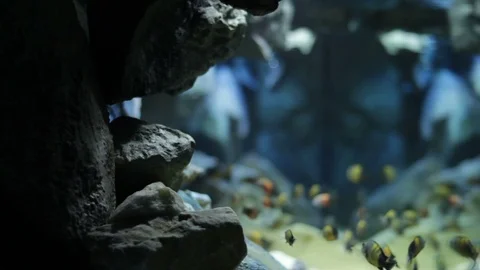 Exotic fish in a large aquarium Video stock 125920934