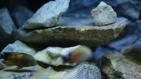 Exotic fish in a large aquarium Video stock 125921169