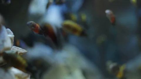 Exotic fish in a large aquarium Stock Footage 125921799