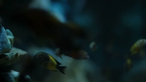 Exotic fish in a large aquarium Video stock 125921952