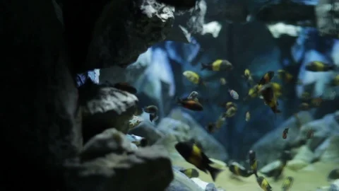 Exotic fish in a large aquarium Video stock 125922040