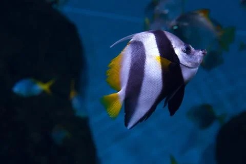 Exotic fish Stock Photos