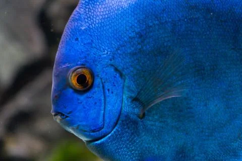 Exotic fish Stock Photos