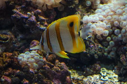 Exotic fish on the reef Foto stock