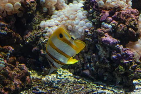 Exotic fish on the reef Stock Photos