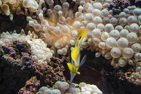 Exotic fish on the reef Stock Photos