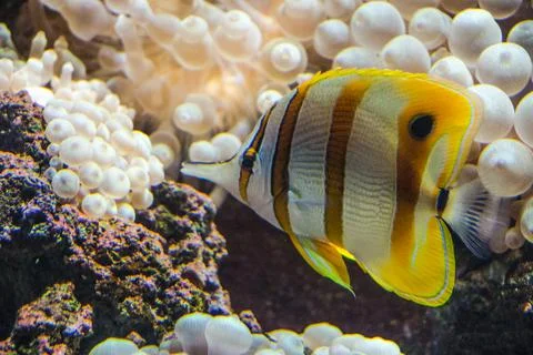 Exotic fish on the reef Stock Photos
