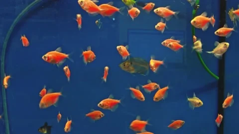 Exotic fish swim inside the aquarium. Stock Footage 157215083
