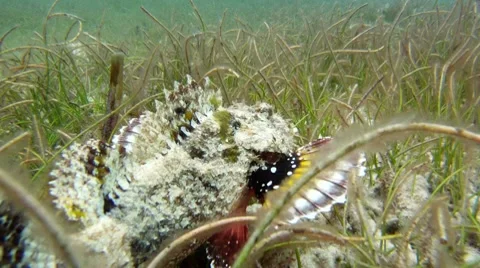 Exotic Fish Swimming Stock-Footage 7903494