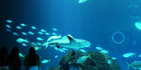 Exotic Fish Swimming Gracefully in Pristine Ocean Waters" Stock Footage 282978664