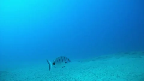 Exotic fish swims alone in the ocean Stock Footage 158337652