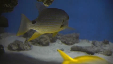 Exotic fish with unique shapes and patterns swim in crystal clear water Stock Footage 310331075