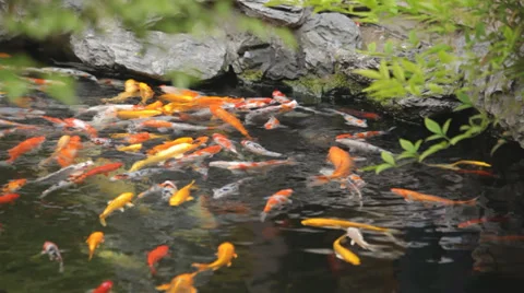 Exotic Fish in Water Stock Footage 38748528