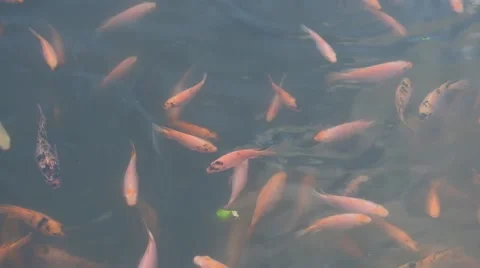 Exotic fish on the water Stock Footage 140313435