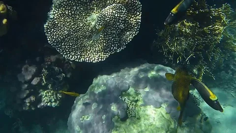 Exotic fishes Stock Footage 76940978