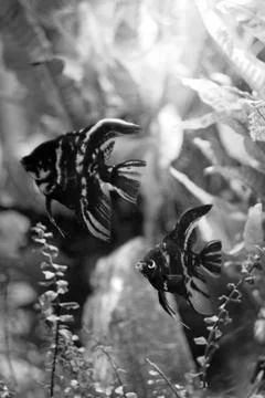 Exotic flat black fish with white strips in the aquarium among the algae Stock Photos