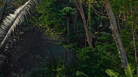 Exotic flight in the dramatic jungle Stock Footage 109153380