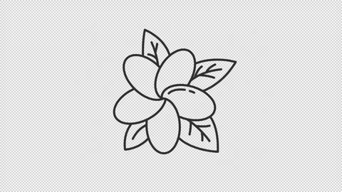 Exotic flora line animation set Stock Footage 342242626
