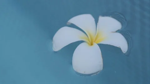 Exotic flower floats on the surface of the pool. Slow motion. Stock Footage 124690373