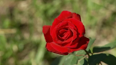 Exotic flower Stock Footage 100661760