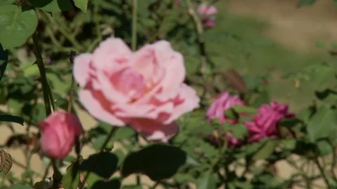 Exotic flower Stock Footage 100661803