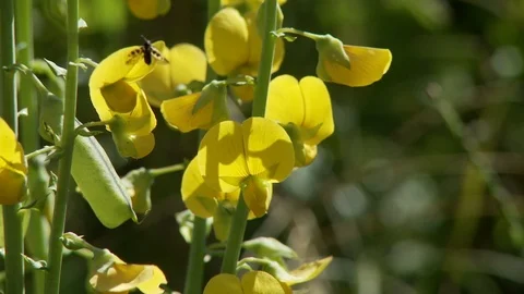 Exotic flower Stock Footage 100661859