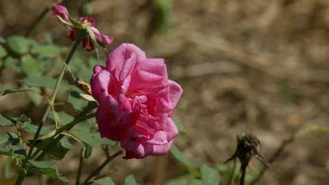Exotic flower Stock Footage 100662023