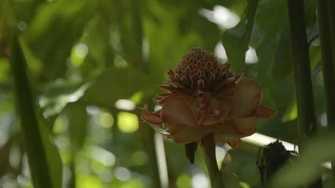 Exotic flower in forest Stock Footage 74908333