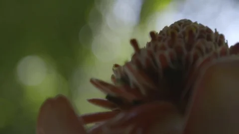 Exotic flower in forest Stock Footage 74908396