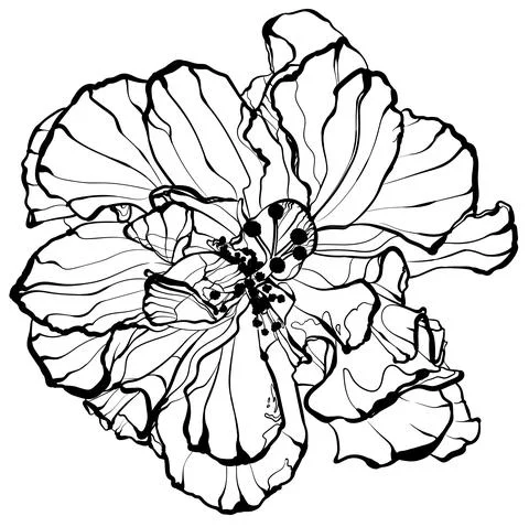 EXOTIC FLOWER Stock Illustration