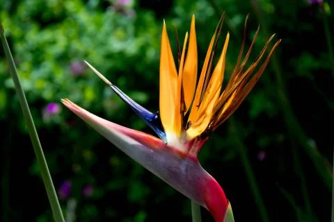 Exotic Flower Micro Stockfoto's