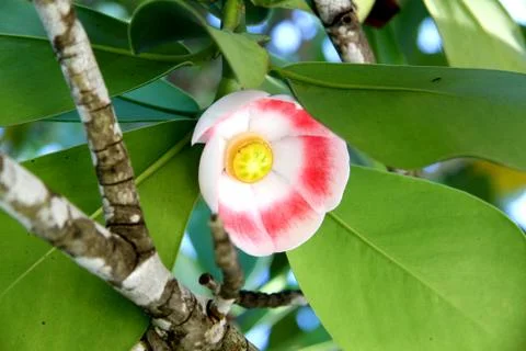 The exotic flower Stock Photos