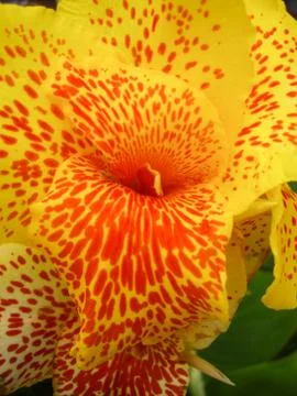 Exotic flower Stock Photos