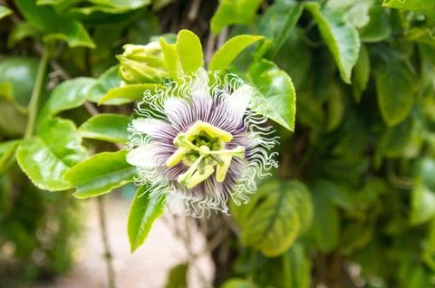 Exotic Flower Foto stock