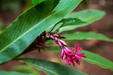 Exotic flower Stock Photos