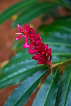 Exotic flower Stock Photos