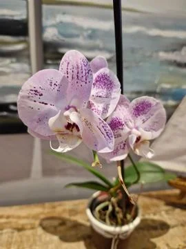 Exotic flower Stock Photos