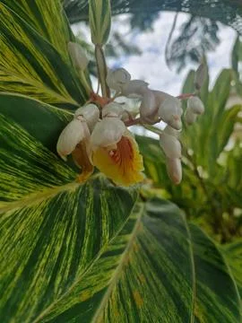 Exotic flower Foto stock