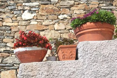 Exotic flower, succulent on stone step near house on sunny summer day in Liguria Stock Photos