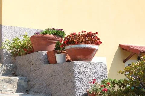 Exotic flower, succulent on stone step near house on sunny summer day in Liguria Stock Photos